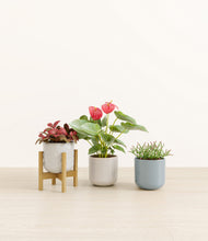 Load image into Gallery viewer, Frosted Lagoon stand:one_stand
