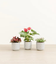 Load image into Gallery viewer, Hammered Ivory
