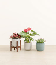 Load image into Gallery viewer, Moss Frost stand:one_stand
