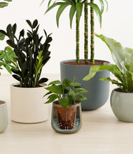 Load image into Gallery viewer, Earthy stand:all
