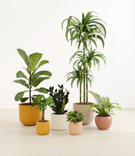 Load image into Gallery viewer, Evening Sky*****Profile
