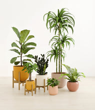 Load image into Gallery viewer, Evening Sky stand:three_stands
