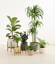 Load image into Gallery viewer, Woodland stand:three_stands
