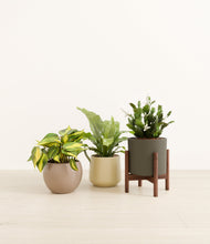 Load image into Gallery viewer, Woodland stand:one_stand
