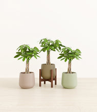 Load image into Gallery viewer, Earthy stand:one_stand
