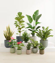 Load image into Gallery viewer, Earthy
