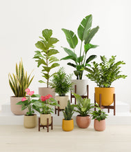 Load image into Gallery viewer, Evening Sky stand:four_stands
