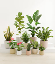 Load image into Gallery viewer, Sandy
