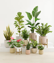 Load image into Gallery viewer, Statement Set
