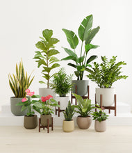 Load image into Gallery viewer, Woodland stand:four_stands
