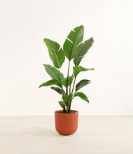 Load image into Gallery viewer, Earth Red*****Profile
