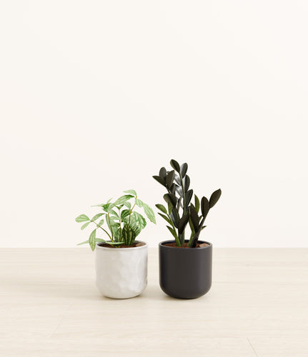 Midnight Peaks*****Profile