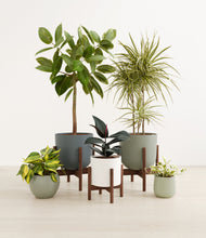 Load image into Gallery viewer, Earthy stand:three_stands
