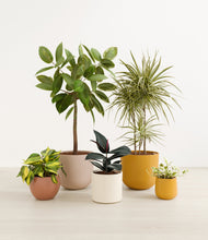 Load image into Gallery viewer, Evening Sky*****Profile
