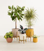 Load image into Gallery viewer, -
