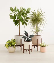 Load image into Gallery viewer, Sandy stand:three_stands
