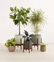 Load image into Gallery viewer, Woodland stand:three_stands
