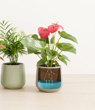 Load image into Gallery viewer, Earthy
