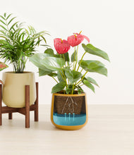 Load image into Gallery viewer, Evening Sky stand:one_stand
