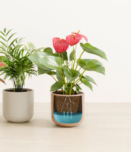 Load image into Gallery viewer, Peach Blossom
