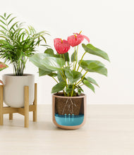 Load image into Gallery viewer, Peach Blossom stand:one_stand
