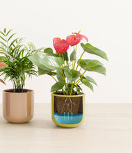 Load image into Gallery viewer, Pixie Petals
