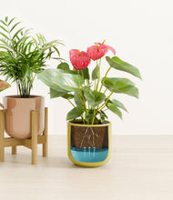 Load image into Gallery viewer, Pixie Petals stand:one_stand
