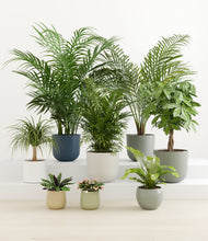 Load image into Gallery viewer, The Tropical Haven
