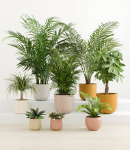 Load image into Gallery viewer, The Tropical Haven
