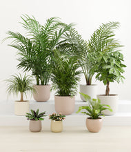 Load image into Gallery viewer, The Tropical Haven
