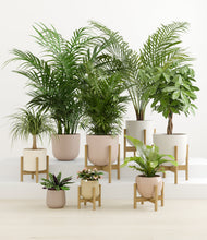 Load image into Gallery viewer, Sandy stand:six_stands
