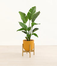 Load image into Gallery viewer, Sunset Orange stand:bamboo
